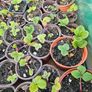 organic strawberry plants Image 3