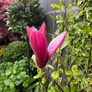 Magnolia Liliiflora in 9L pot and 120cm in height Image 6