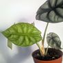 Alocasia Silver Dragon Plant Image 4