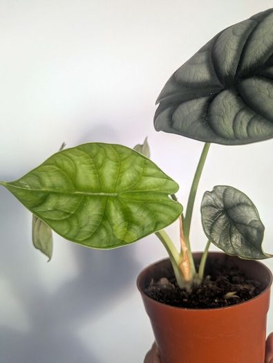 Alocasia Silver Dragon Plant