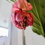Medinilla Maginifica Plant Image 4