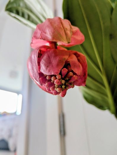 Medinilla Maginifica Plant