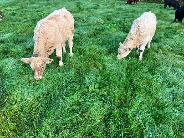 Cattle