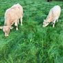 Cattle Image 5