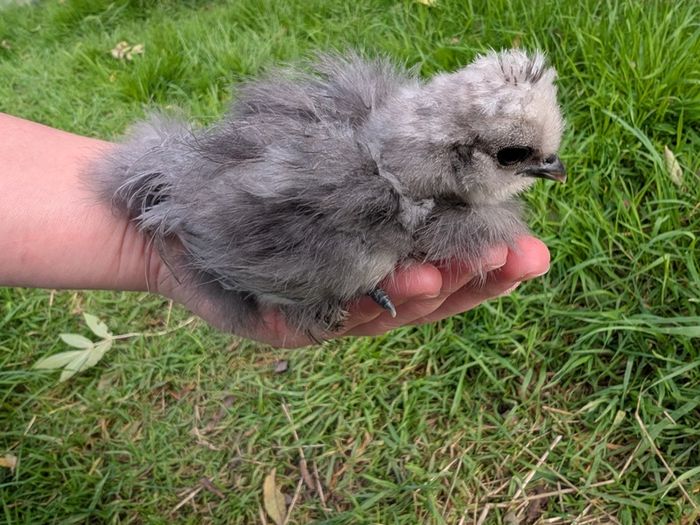 silkie and pekin chicks