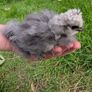 silkie and pekin chicks Image 4