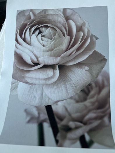 Desenio artwork print sets