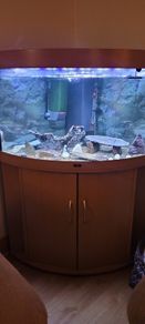 Corner Fish Tank for sale