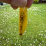 baltic amber necklase Image 8