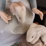 Vintage Nao by Lladro. Girl with rabbits. 1987.  #1026 Image 6