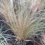 Tall grasses " ponytail " Image 4