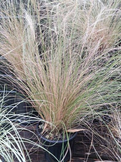 Tall grasses " ponytail "