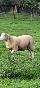 25 ewe lambs
