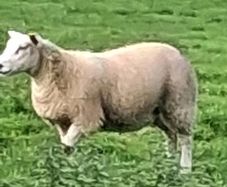 25 ewe lambs
