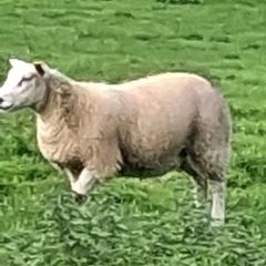 25 ewe lambs