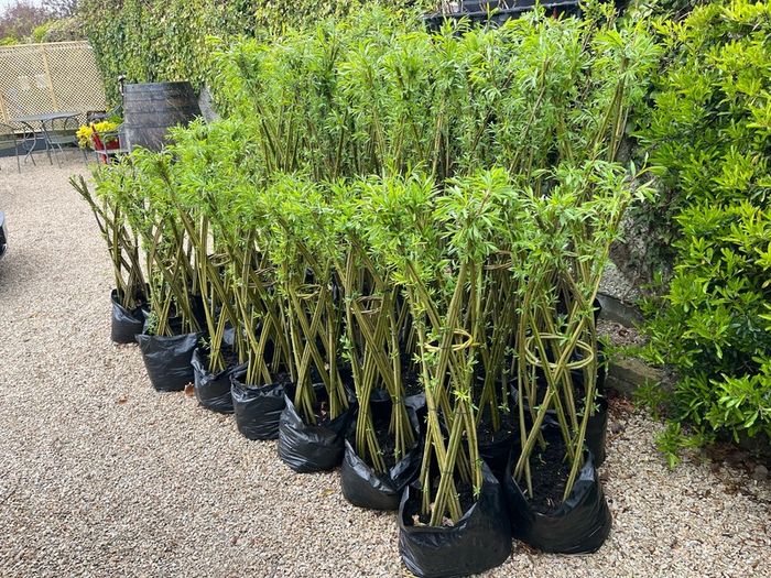 Living Willow Sculptures 20-25 euro each