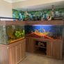 fish Image 3