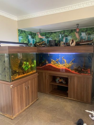 fish