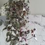 Trailing house plants.Mature and young. Image 2
