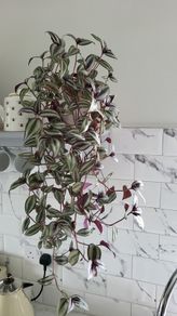 Trailing house plants.Mature and young.