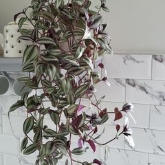 Trailing house plants.Mature and young.