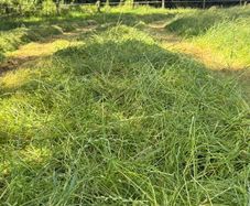Hay and Haylage