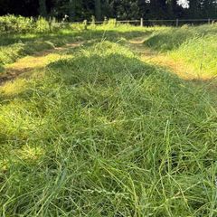 Hay and Haylage