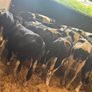 Fresian Bulls Image 8