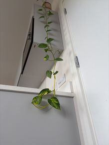 plant