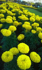 (M) Marigold Mary Helen Seeds 1g (184465)