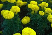 (M) Marigold Mary Helen Seeds 1g (184465)
