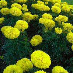 (M) Marigold Mary Helen Seeds 1g (184465)