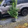 Shelter Hedging Laurel 4 ft just 5 euro Image 5