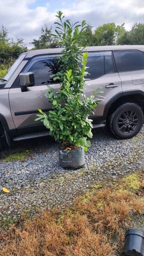 Shelter Hedging Laurel 4 ft just 5 euro