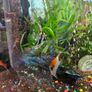 aquarium with fish and full equipment Image 5