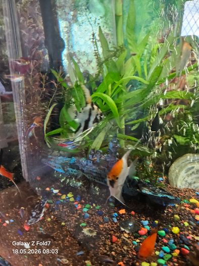 aquarium with fish and full equipment