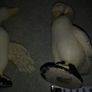 Set of 2 duck figurine Image 4