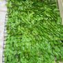 Artificial hedge Image 2