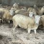 20 Easycare Hoggets Image 2