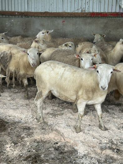 20 Easycare Hoggets