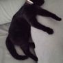 Cat for adoption Image 4