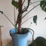 plant Image 2