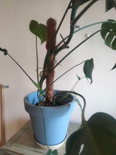 plant