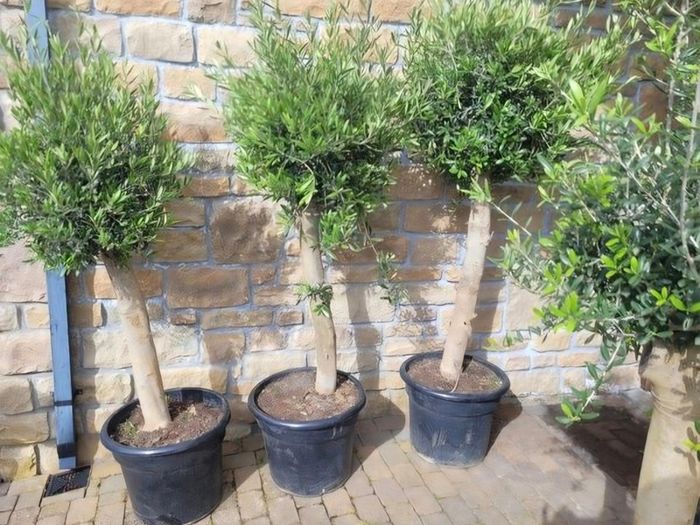 Olive tree, extra large 45cm pot