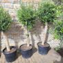 Olive tree, extra large 45cm pot Image 8