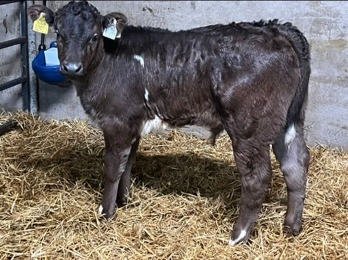 Limousin Calves