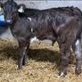 Limousin Calves Image 4