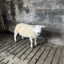 Selection of hogget rams Image 3