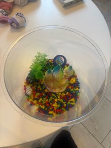 fish bowl