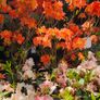 Tall Rhododendron Plants Image 3
